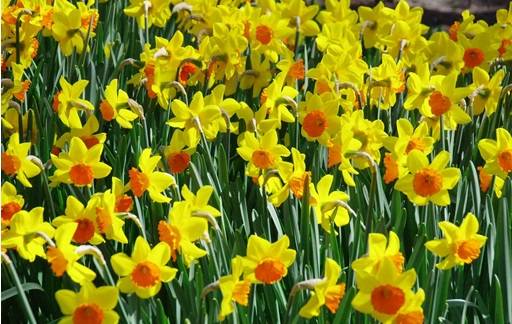Drift of daffodils